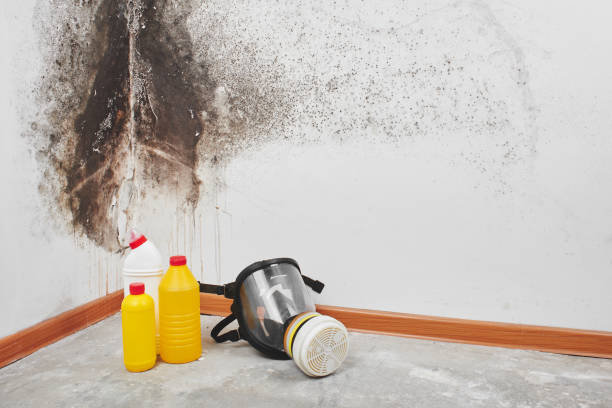 Best Fast Mold Removal  in Chigan Center, MI