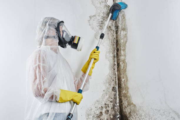 Best Emergency Mold Removal  in Chigan Center, MI