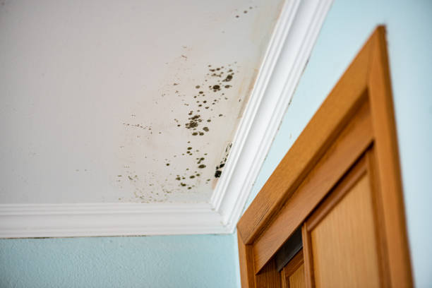 Best Crawl Space Mold Removal  in Chigan Center, MI