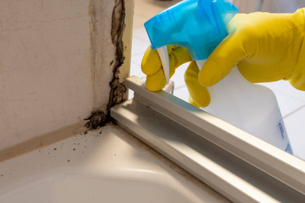 Best Affordable Mold Removal  in Chigan Center, MI