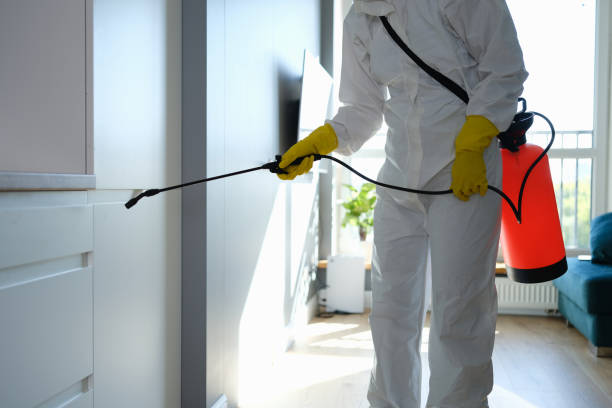 Best Local Mold Removal Service  in Chigan Center, MI