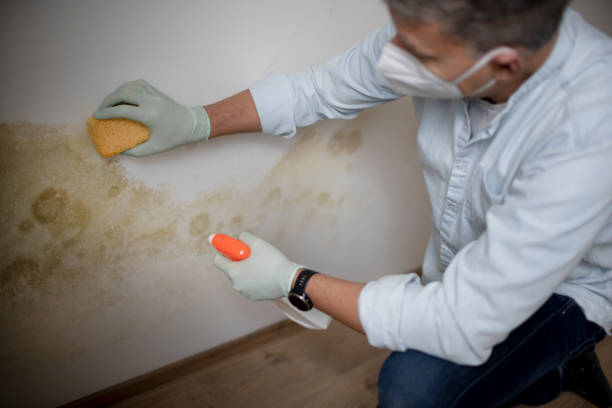 Best Certified Mold Removal  in Chigan Center, MI