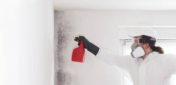 Best Emergency Mold Removal  in Chigan Center, MI